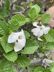 Gardenia resiniflua resiniflua