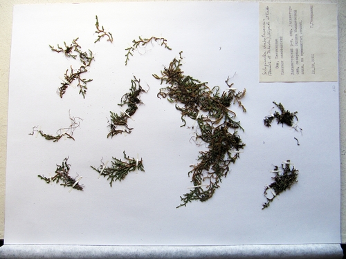 Selaginella shakotanensis iNat (3)