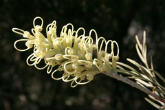 Grevillea