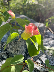 Rachel Allingham, CC BY, iNaturalist via GBIF Gossypium klotzschianum, photograph Rachel Allingham, CC BY, iNaturalist via GBIF