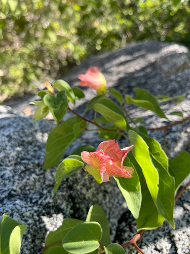 Gossypium klotzschianum