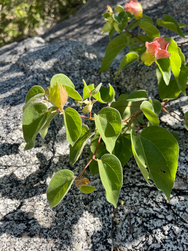 Gossypium klotzschianum, photograph 2