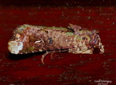 Lignispalta incertissima