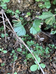 Actiniopteris radiata