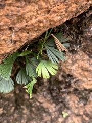 Actiniopteris radiata