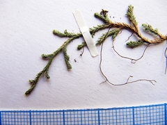 Selaginella shakotanensis