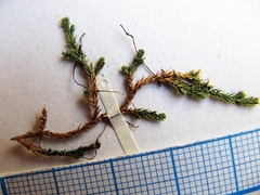 Selaginella shakotanensis