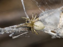 Cheiracanthium virescens