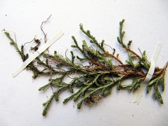 Selaginella shakotanensis