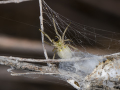 Cheiracanthium virescens