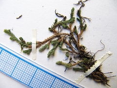 Selaginella shakotanensis