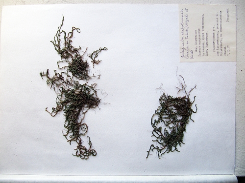 Selaginella shakotanensis iNat (1)