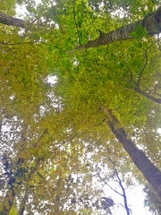 Acer binzayedii