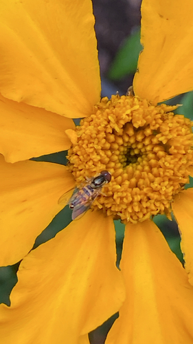 Unknown species found near Barbara St, Westfield, MA, US