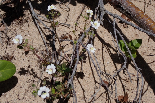 Twohorn Lionface (Nemesia bicornis)