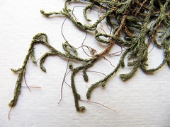 Selaginella shakotanensis