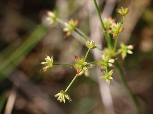 Juncus wallichianus iNat (1)