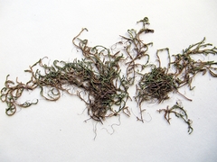 Selaginella shakotanensis