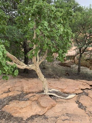 Ficus tettensis