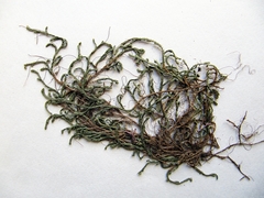 Selaginella shakotanensis