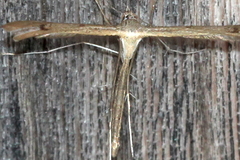 Stenoptilia