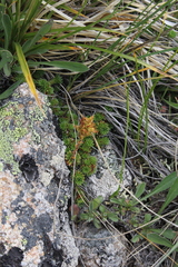 Saxifraga caucasica