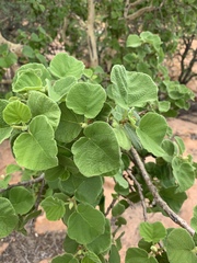 Ficus tettensis