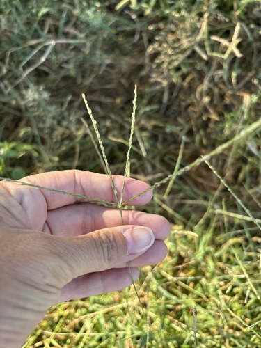 Asian Crabgrass (Digitaria bicornis)