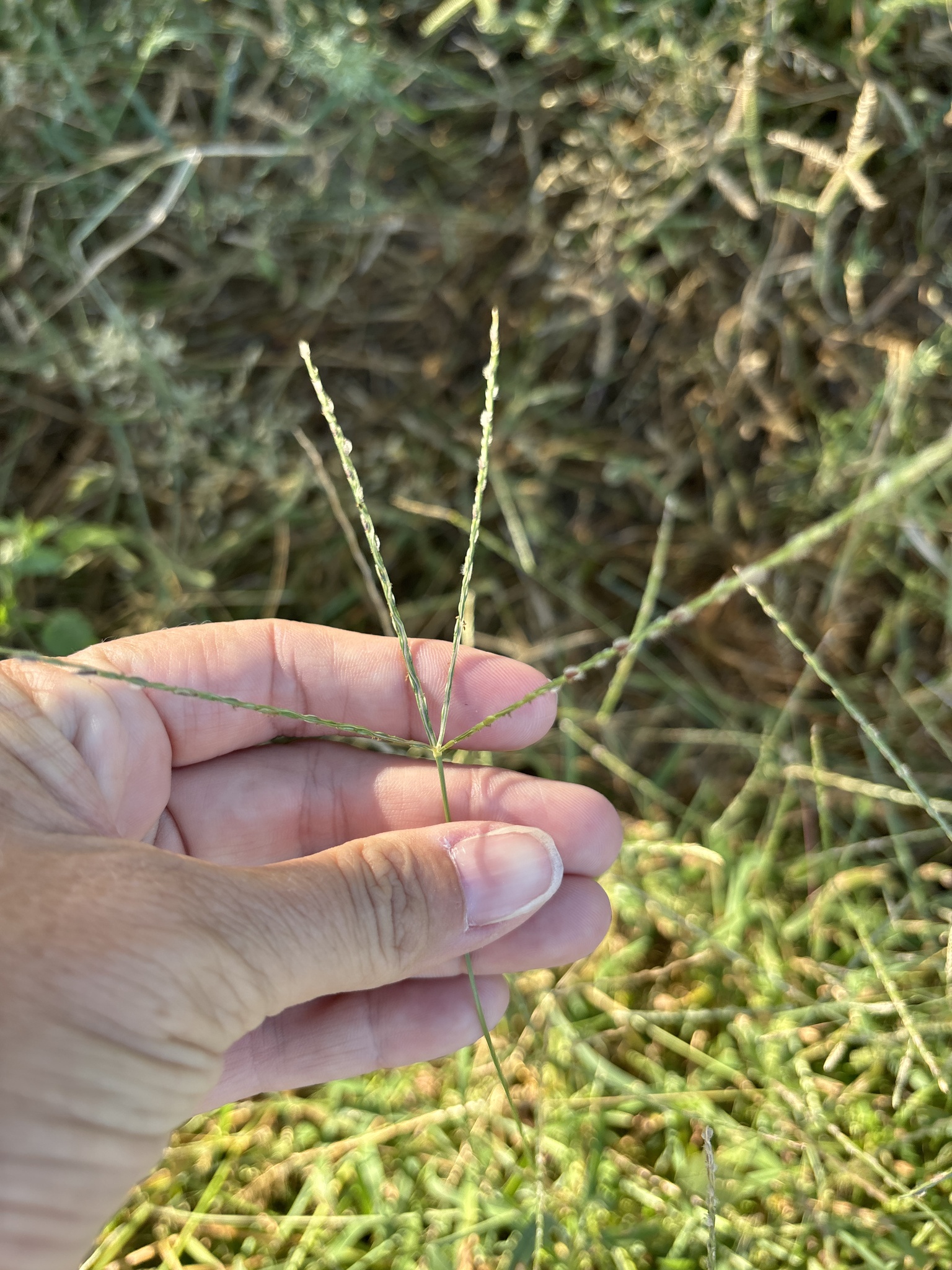 Asian Crabgrass (Digitaria bicornis)