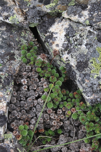Saxifraga caucasica, photograph 2