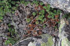 Dmitriy Bochkov, CC BY, iNaturalist via GBIF Saxifraga caucasica, photograph Dmitriy Bochkov, CC BY, iNaturalist via GBIF