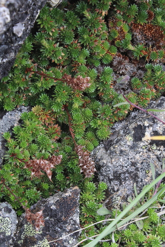 Saxifraga caucasica, photograph 3