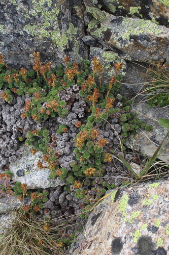 Saxifraga caucasica, photograph 4
