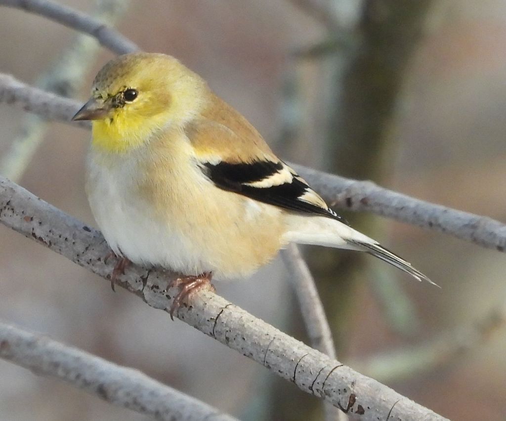 American Goldfinch from Lake Ontario, Ontario, Canada on December 22 ...