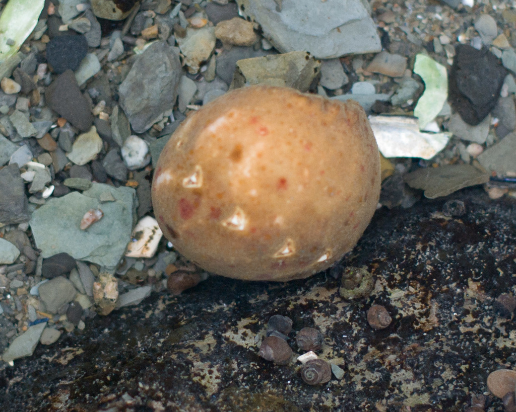 Concealed Chiton
