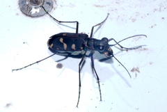 Calomera decemguttata