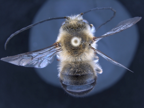iNaturalist observation photo of Eucera