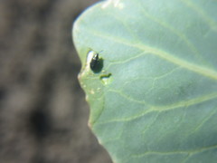 Phyllotreta cruciferae