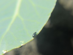 Phyllotreta cruciferae