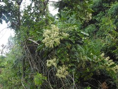 Heptapleurum heptaphyllum