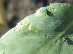 Phyllotreta cruciferae