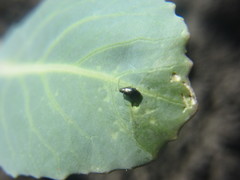 Phyllotreta cruciferae