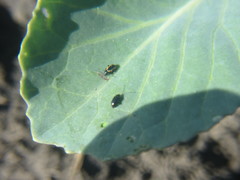 Phyllotreta cruciferae