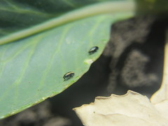 Phyllotreta cruciferae
