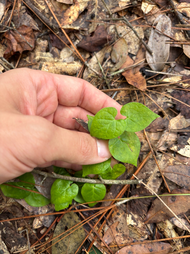Trailing Milkvine (Matelea pubiflora)