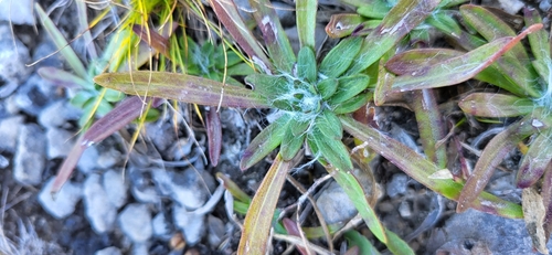 lakeside daisy (Tetraneuris herbacea)
