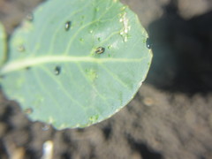 Phyllotreta cruciferae