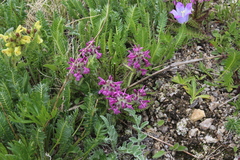 Pedicularis caucasica