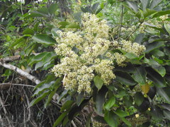 Heptapleurum heptaphyllum