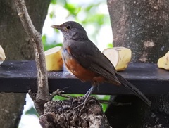 Turdus rufiventris